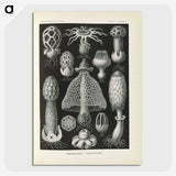 2-55_Ernst-Haeckel_picture-crop