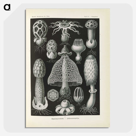 2-55_Ernst-Haeckel_picture-crop