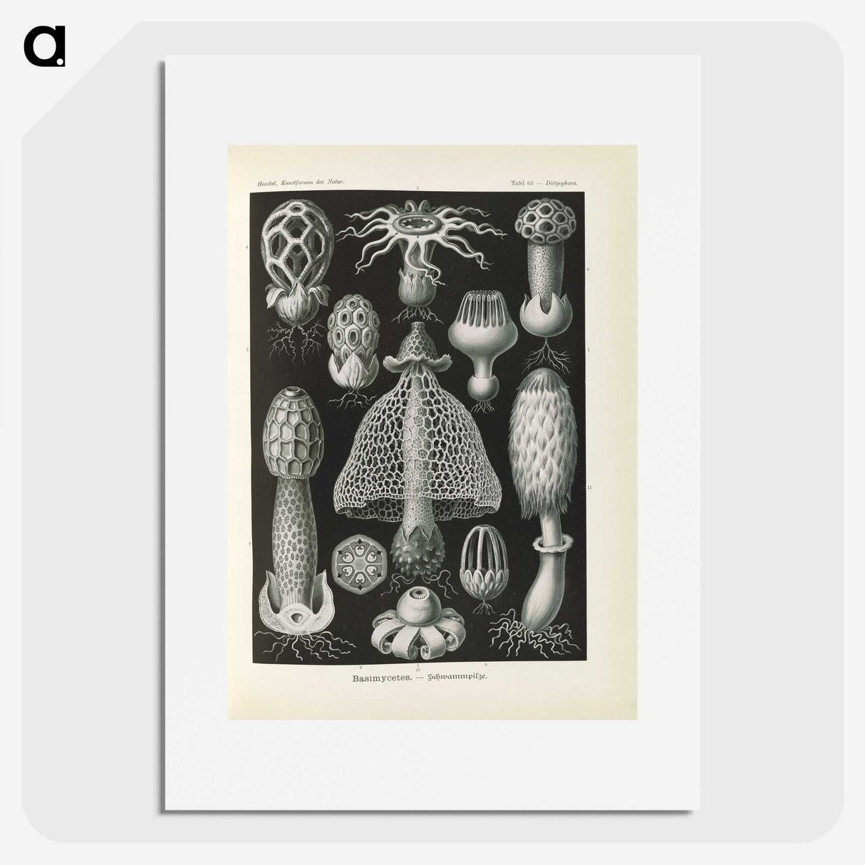 2-55_Ernst-Haeckel_picture