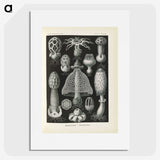 2-55_Ernst-Haeckel_picture