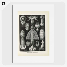 2-55_Ernst-Haeckel_picture