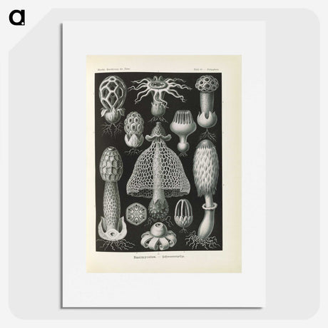 2-55_Ernst-Haeckel_picture