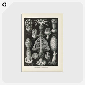 2-55_Ernst-Haeckel_postcard