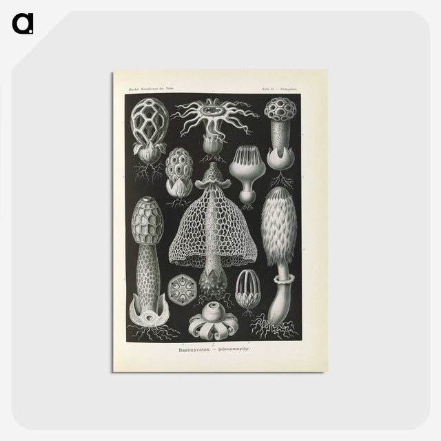 2-55_Ernst-Haeckel_postcard