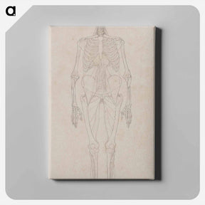 アートパネル-Human Figure, Anterior View
 - ジョージ スタッブス Canvas.