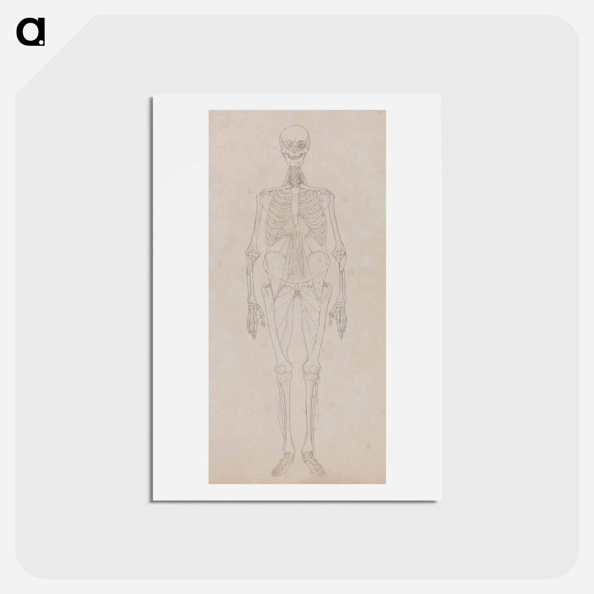 アートポストカード-Human Figure, Anterior View
 - ジョージ スタッブス Postcard.
