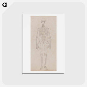アートポストカード-Human Figure, Anterior View
 - ジョージ スタッブス Postcard.