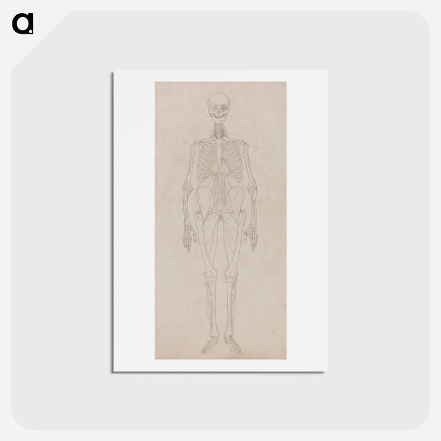 アートポストカード-Human Figure, Anterior View
 - ジョージ スタッブス Postcard.