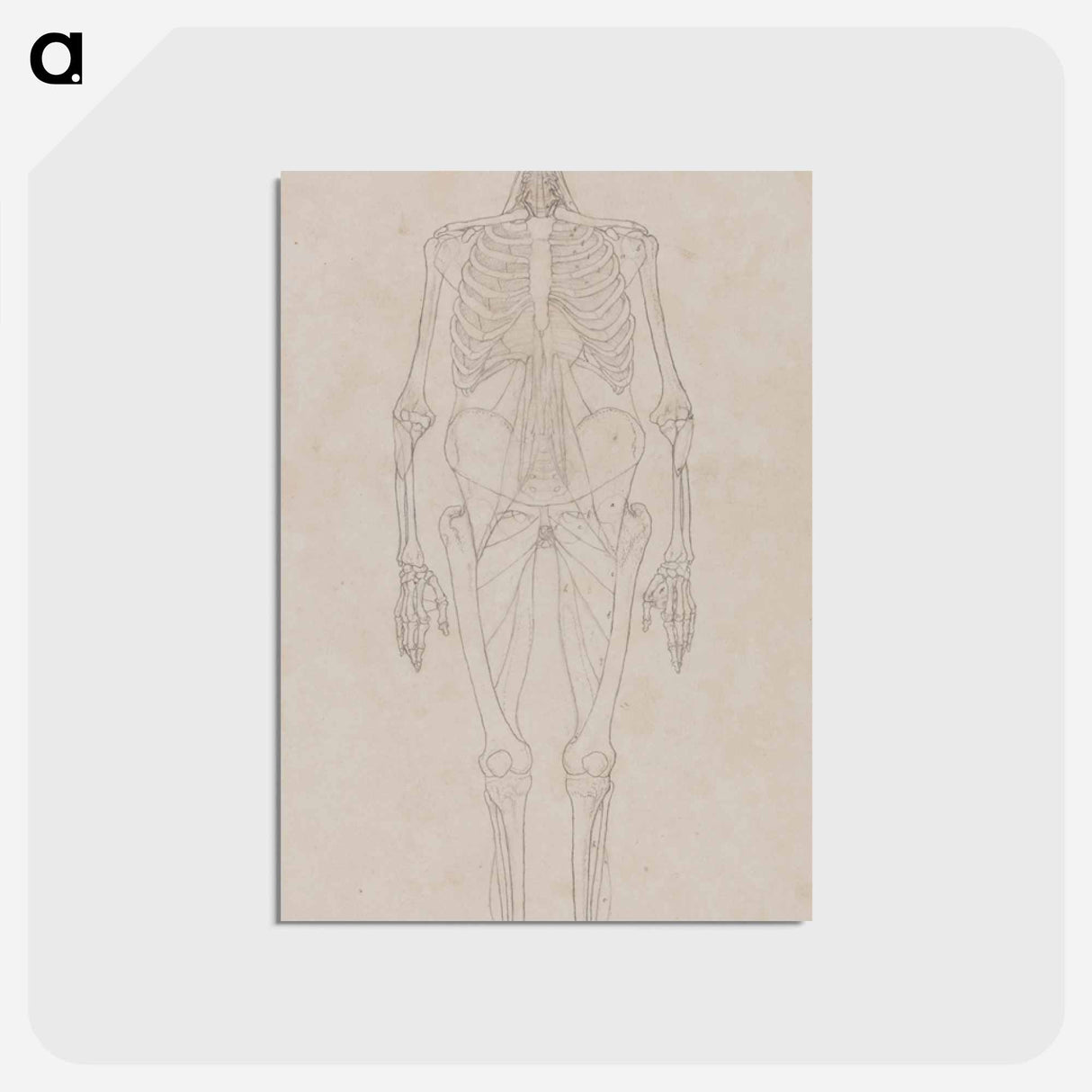 アートポストカード-Human Figure, Anterior View
 - ジョージ スタッブス Postcard.