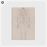 アートポストカード-Human Figure, Anterior View
 - ジョージ スタッブス Postcard.