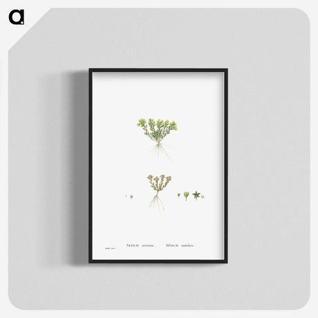 2-55_Histoire-des-Plantes-Grasses_blk-crop