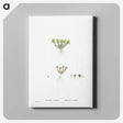 2-55_Histoire-des-Plantes-Grasses_canvas