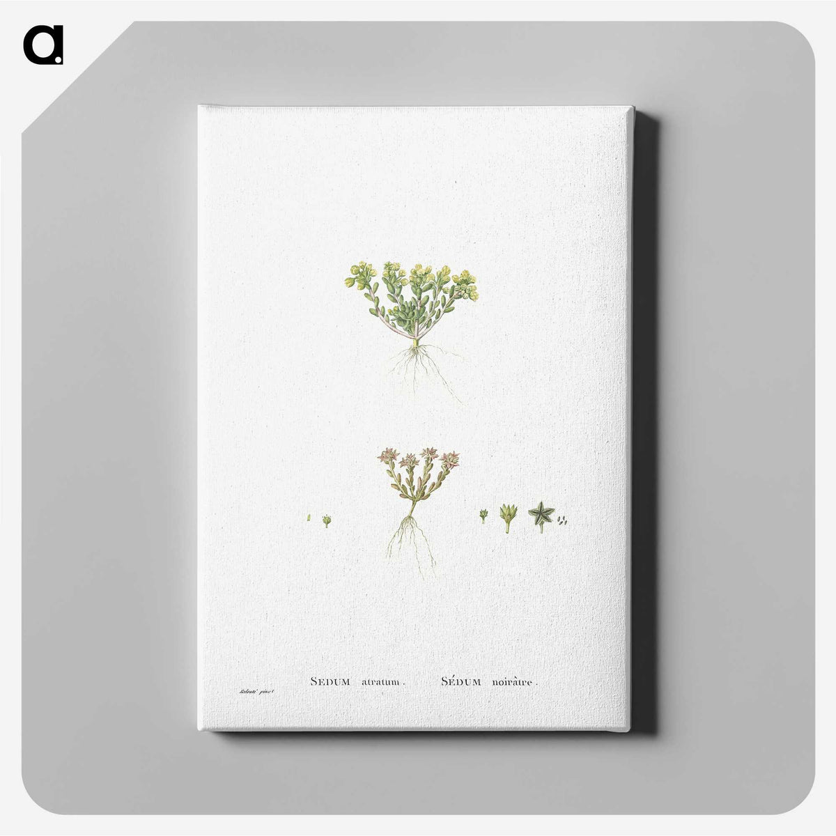 2-55_Histoire-des-Plantes-Grasses_canvas