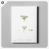 2-55_Histoire-des-Plantes-Grasses_canvas