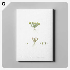 2-55_Histoire-des-Plantes-Grasses_canvas