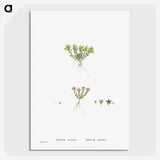 2-55_Histoire-des-Plantes-Grasses_picture-crop