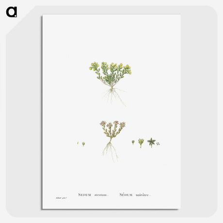 2-55_Histoire-des-Plantes-Grasses_picture-crop