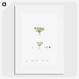 2-55_Histoire-des-Plantes-Grasses_picture