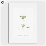 2-55_Histoire-des-Plantes-Grasses_picture