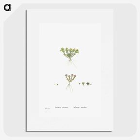 2-55_Histoire-des-Plantes-Grasses_picture