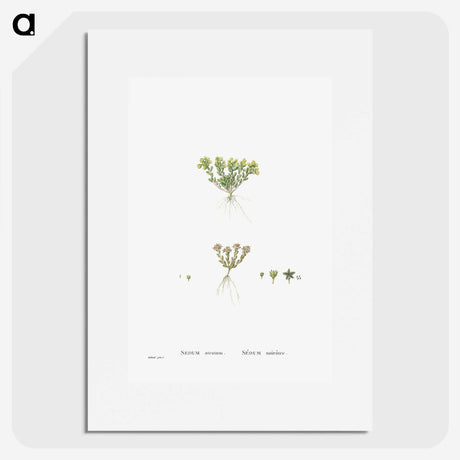 2-55_Histoire-des-Plantes-Grasses_picture