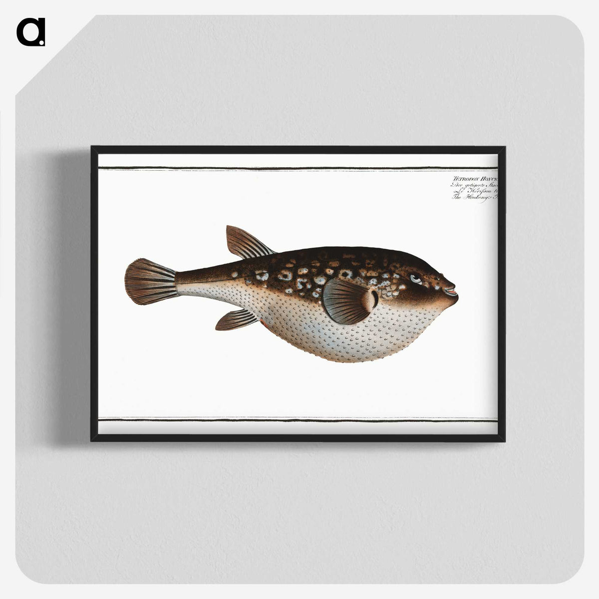 2-55_Ichtyologie-ou-Histoire-naturelle_blk-crop