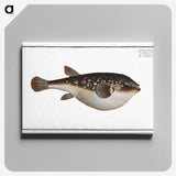 2-55_Ichtyologie-ou-Histoire-naturelle_canvas
