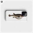 2-55_Ichtyologie-ou-Histoire-naturelle_phone