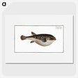2-55_Ichtyologie-ou-Histoire-naturelle_picture