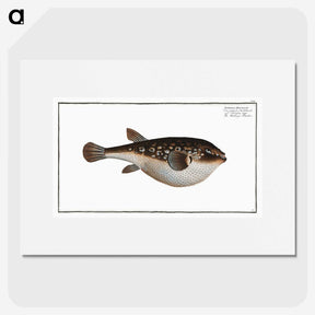 2-55_Ichtyologie-ou-Histoire-naturelle_picture