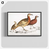2-55_Indian-Zoology_blk-crop