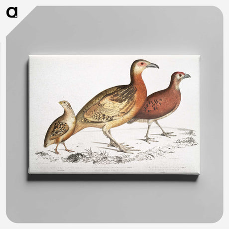2-55_Indian-Zoology_canvas