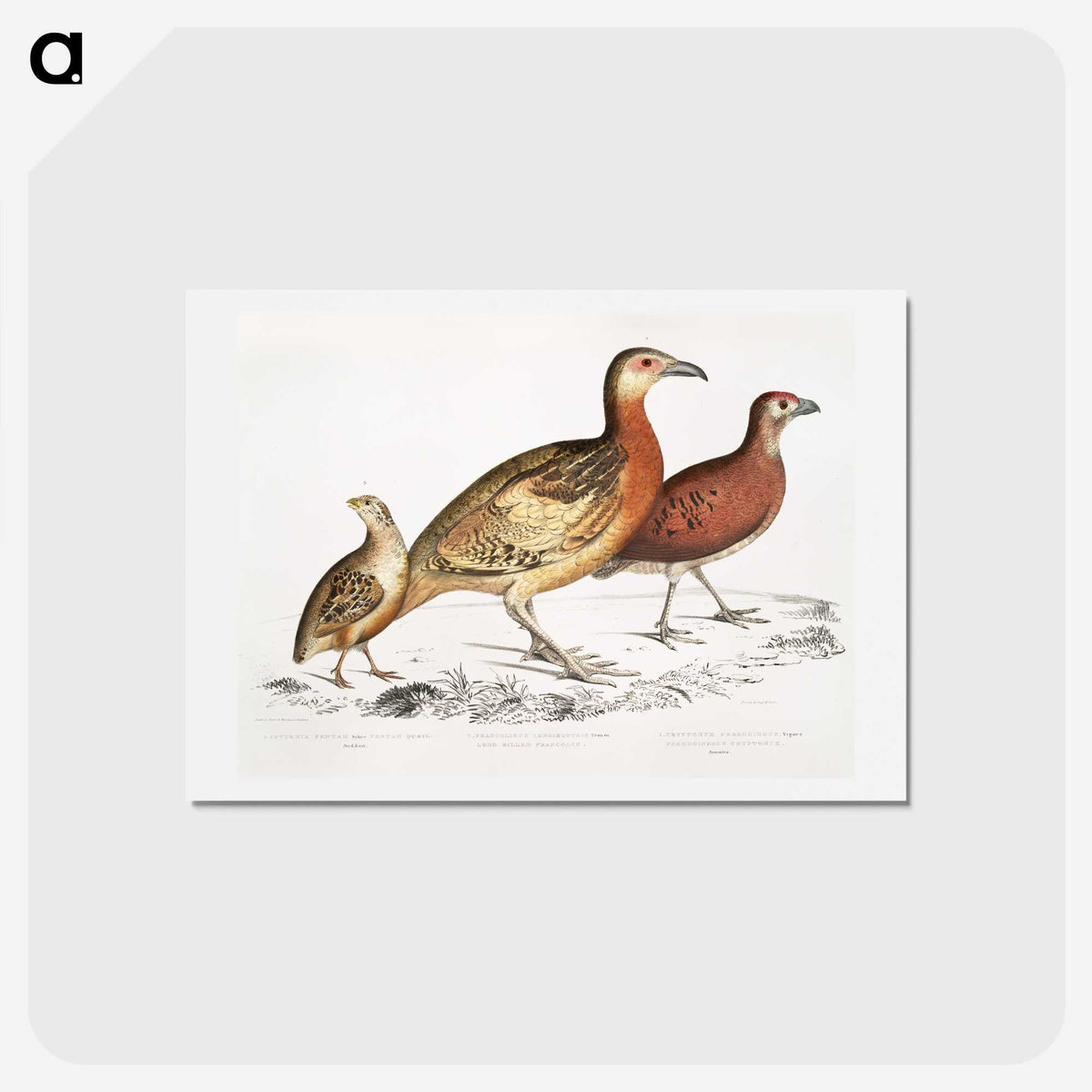 2-55_Indian-Zoology_hagaki