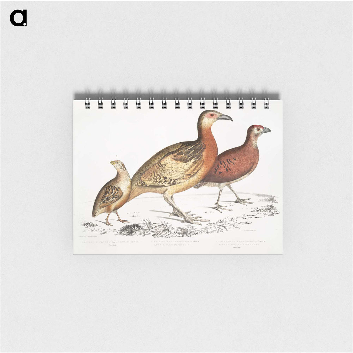 2-55_Indian-Zoology_memo