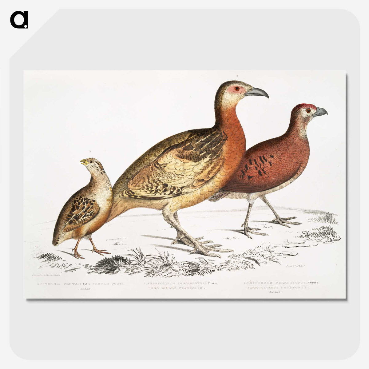 2-55_Indian-Zoology_picture-crop