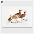 2-55_Indian-Zoology_picture