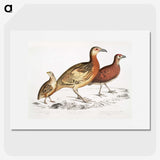 2-55_Indian-Zoology_picture
