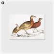 2-55_Indian-Zoology_postcard