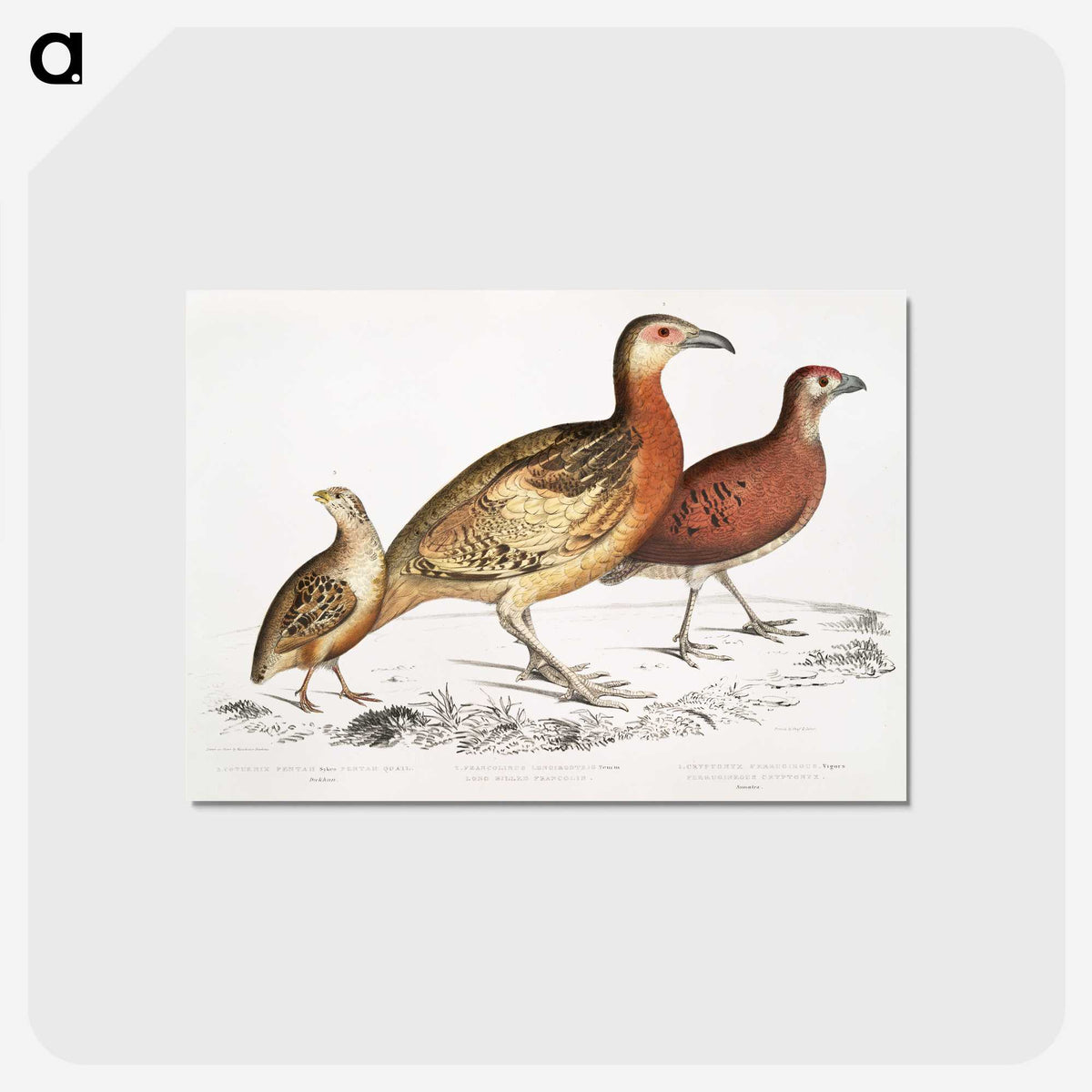 2-55_Indian-Zoology_postcard
