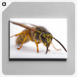 2-55_Insects-Unlocked-Project_canvas