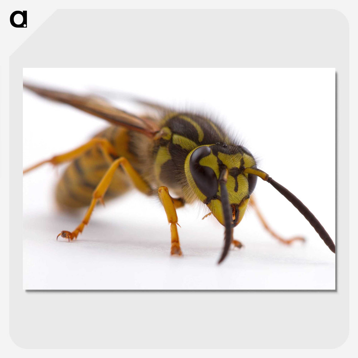 2-55_Insects-Unlocked-Project_picture-crop