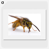 2-55_Insects-Unlocked-Project_picture
