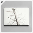 アートパネル-Study of a tree - ジャン ベルナール Canvas.