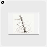 アートポストカード-Study of a tree - ジャン ベルナール Postcard.