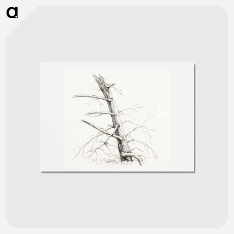 アートポストカード-Study of a tree - ジャン ベルナール Postcard.