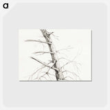 アートポストカード-Study of a tree - ジャン ベルナール Postcard.