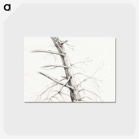 アートポストカード-Study of a tree - ジャン ベルナール Postcard.