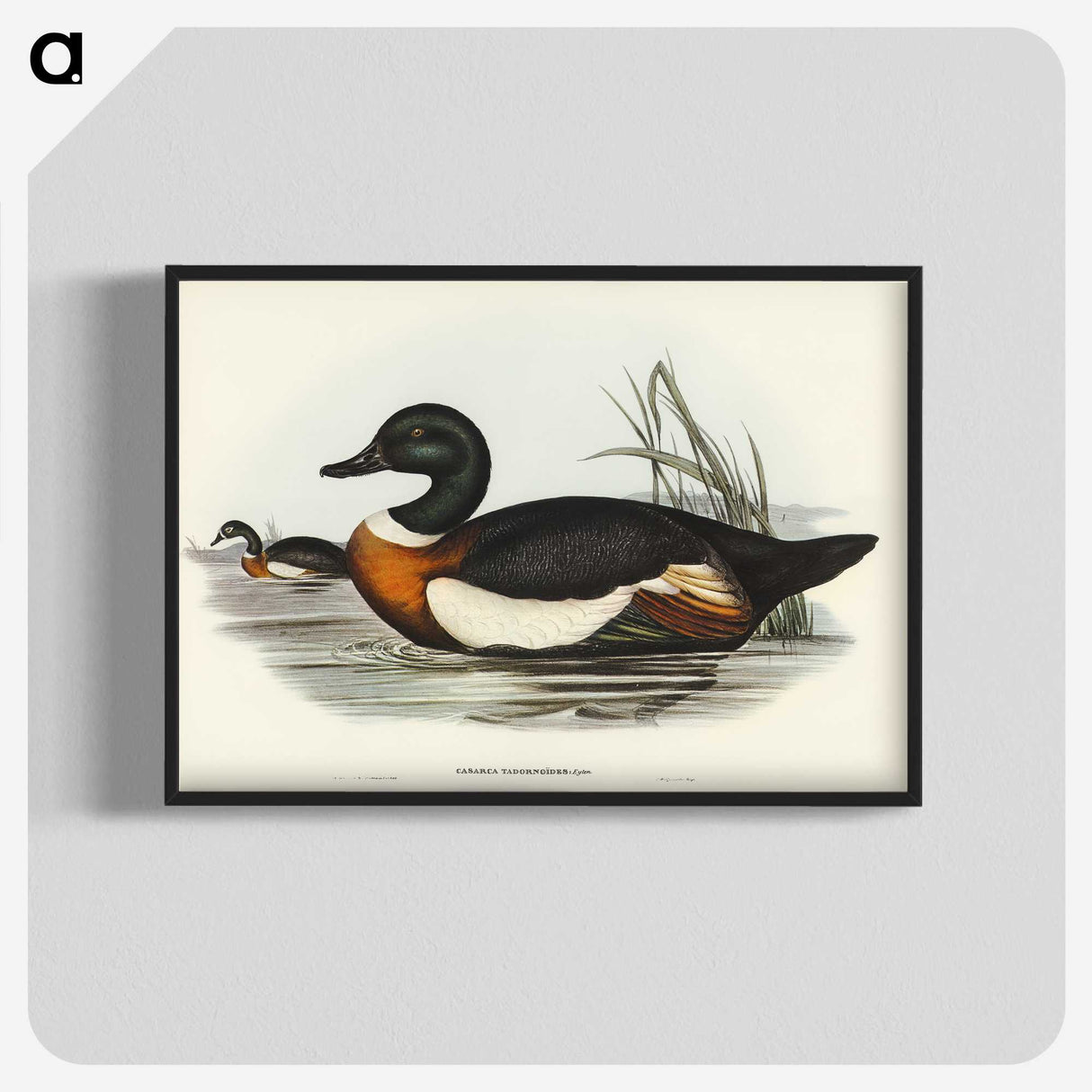 2-55_John-Gould_blk-crop