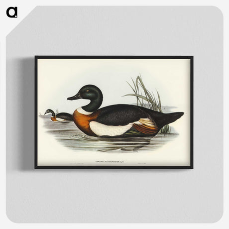 2-55_John-Gould_blk-crop