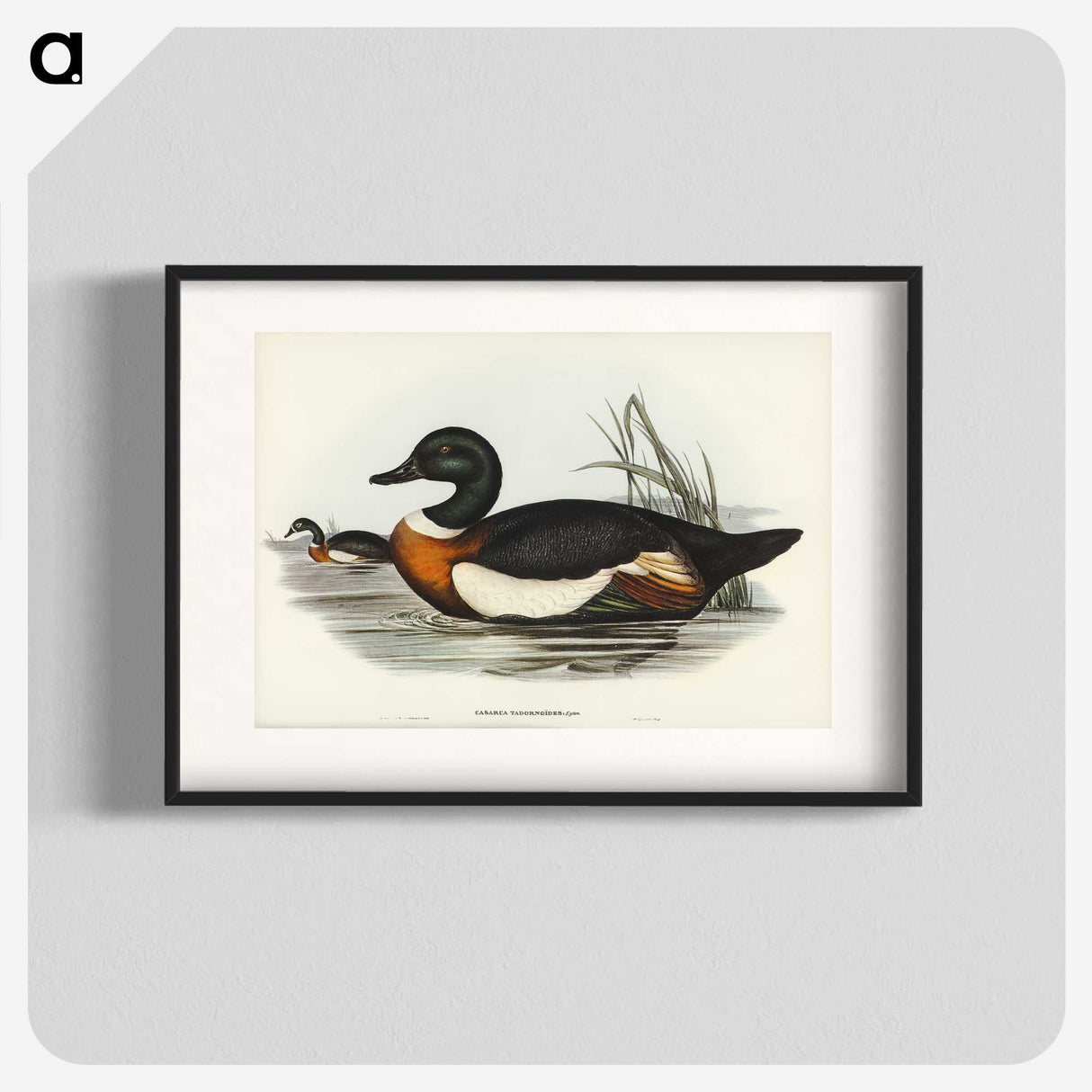 2-55_John-Gould_blk